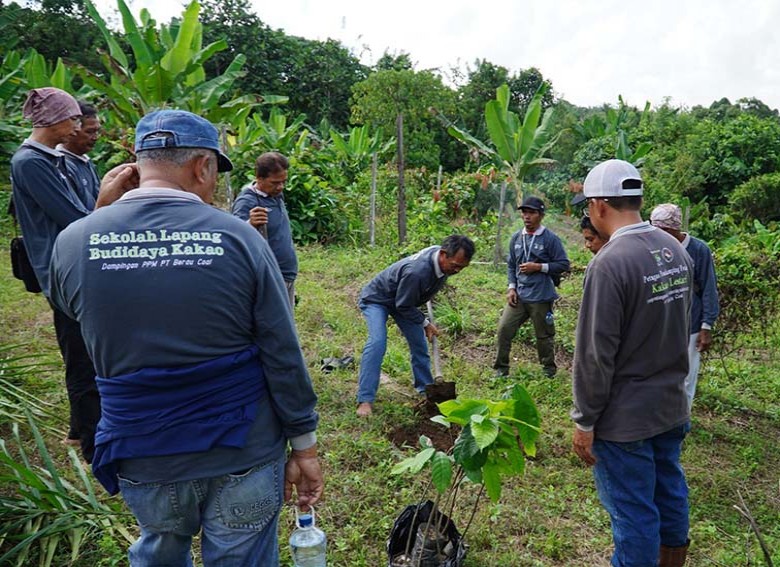 Dukung Ekonomi Berkelanjutan PT Berau Coal Konsisten Gelar Sekolah Lapang Budidaya Kakao