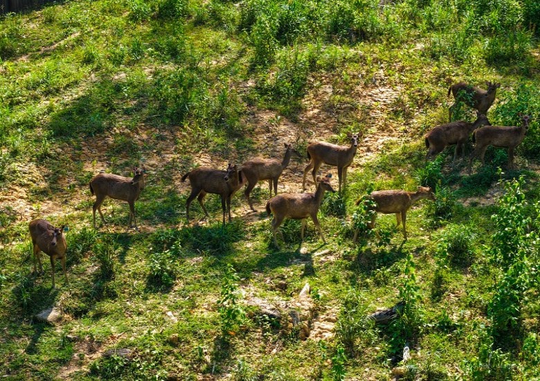 Satwa Liar Kembali Hadir, Ekosistem Forest City IKN Mulai Terbentuk